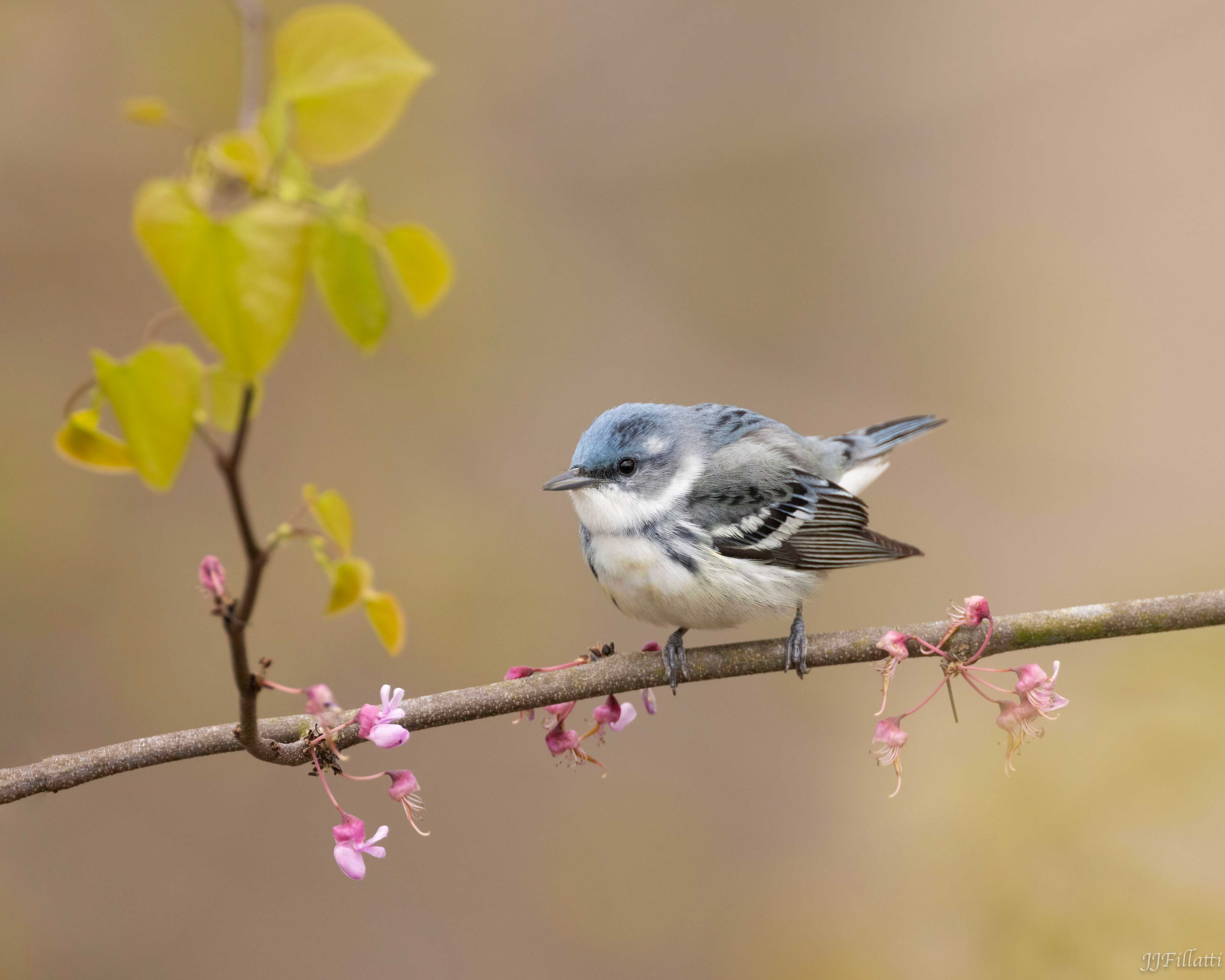 bird of Ohio image 11